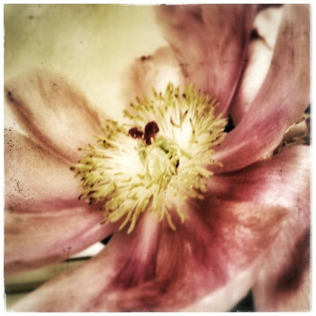 10984220_10152861831702654_3491697633281780525_n