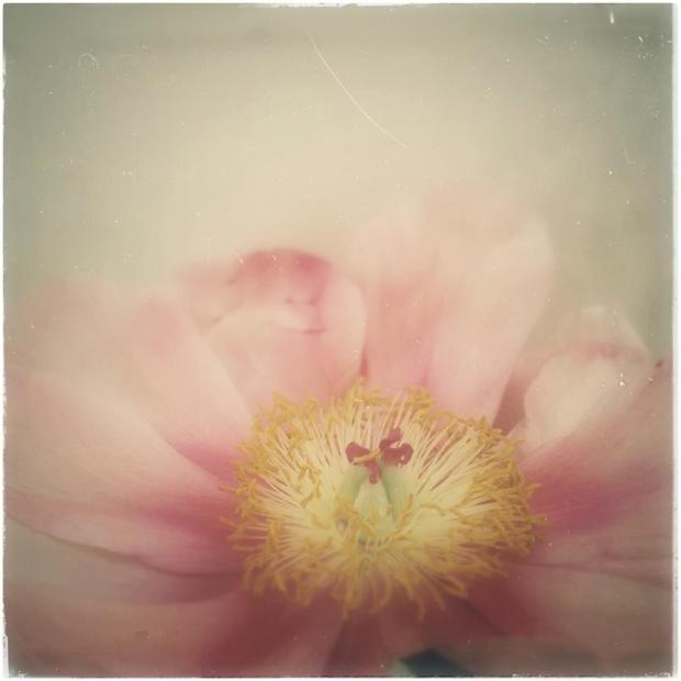 11204946_10152861831557654_5014827240424934590_n